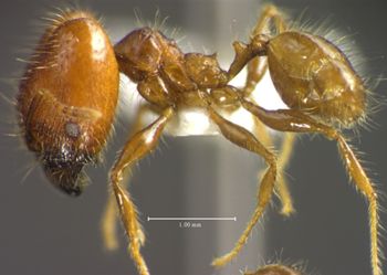 Media type: image;   Entomology 34408 Aspect: habitus lateral view